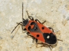 Melanocoryphus albomaculatus