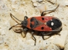 Melanocoryphus albomaculatus