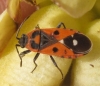 Melanocoryphus albomaculatus