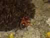 Melanocoryphus albomaculatus
