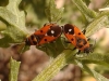 Melanocoryphus albomaculatus