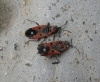 Melanocoryphus albomaculatus