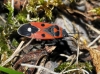 Melanocoryphus albomaculatus