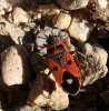 Melanocoryphus albomaculatus