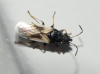 Metopoplax ditomoides