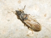 Metopoplax fuscinervis