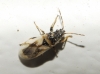 Metopoplax fuscinervis