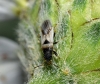 Metopoplax fuscinervis Metopoplax fuscinervis