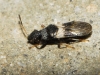Microplax albofasciata