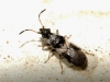 Microplax albofasciata