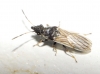 Microplax interrupta