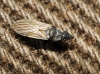 Microplax interrupta