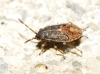 Ninfa de Rhyparochrominae
