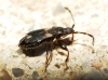 Notochilus crassicornis