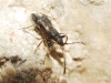 Notochilus crassicornis