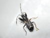 Notochilus crassicornis