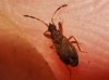 Notochilus limbatus