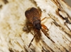 Notochilus limbatus