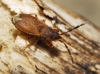 Notochilus limbatus