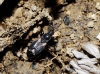 Notochilus crassicornis
