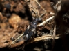Notochilus crassicornis