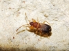 Notochilus ferrugineus