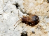 Notochilus ferrugineus