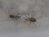 Nysius sp.