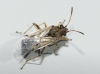 Nysius sp.