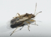 Nysius sp.