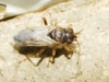 Nysius sp.
