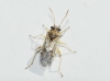 Nysius sp.