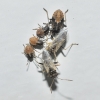 Nysius sp.