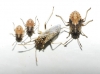 Nysius sp.