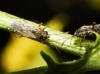 Nysius sp.
