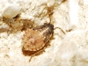 Nysius sp.