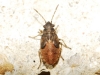 Nysius sp.