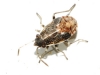 Nysius sp.
