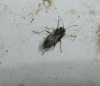 Nysius sp.