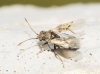 Nysius sp.