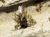 Nysius sp.