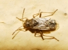 Nysius sp.