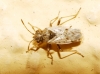 Nysius sp.