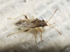 Nysius sp.