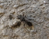 Nysius sp.