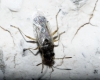 Nysius sp.