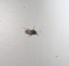 Nysius sp.