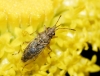 Nysius sp.