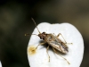 Nysius sp.