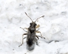 Nysius sp.